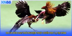 Đá Gà Đòn 2025 Trải Nghiệm Thực Chiến Độc Lạ Tại XN88